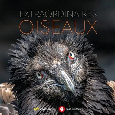 oiseau sauvage